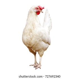 White Chicken On A White Background