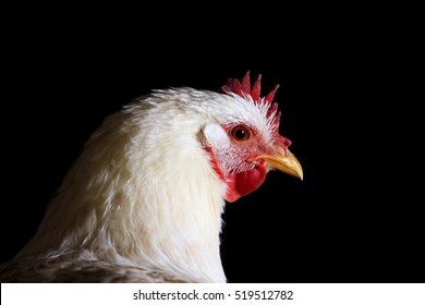 White Chicken On A Black Background Portrait