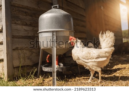 White chicken on a farm. Hens in a free range farm. Chickens walking in the farm yard with water dispenser