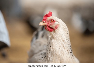 A white chicken with a red beak and red comb. The chicken is standing on a dirt ground - Powered by Shutterstock