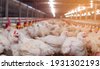 poultry factory