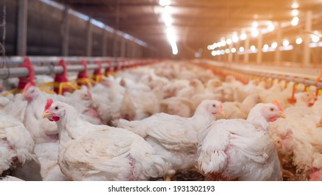 White chicken in smart farming business by auto feeding with yellow light background