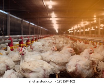 White chicken in smart farming business by auto feeding with yellow light background - Shutterstock ID 1931594102