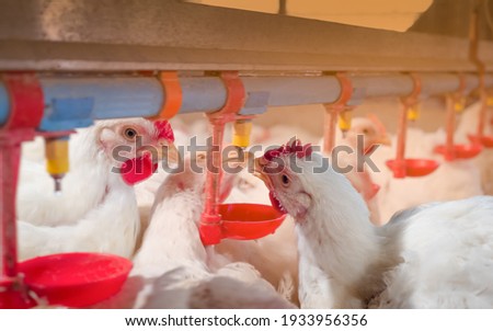 White chicken in smart farming business by auto feeding with yellow light background. The chickens still drinking water from the pipe line