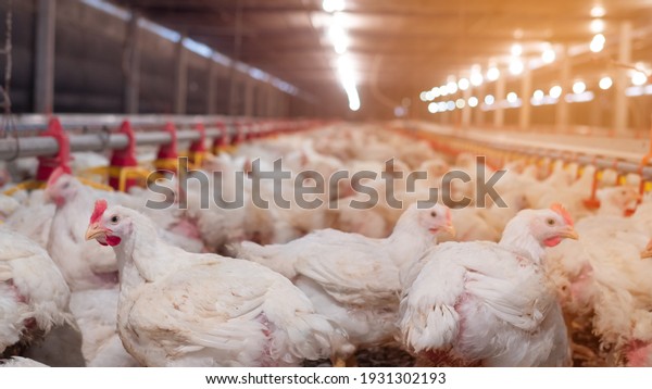 White chicken in smart farming business by\
auto feeding with yellow light\
background