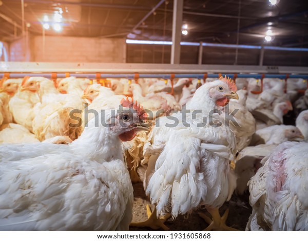 White\
chicken in smart farming business with yellow\
light
