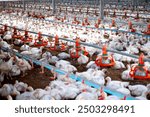 White chicken in smart poultry  farming business, chicken and chicken production at the poultry farm, chicken is economic animals in closed system farm, Livestock