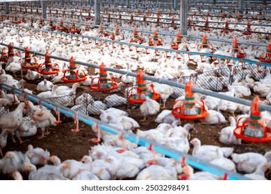 White chicken in smart poultry  farming business, chicken and chicken production at the poultry farm, chicken is economic animals in closed system farm, Livestock - Powered by Shutterstock