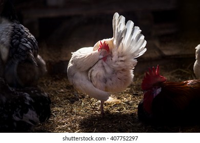 White Chicken In A Stable Cleaning Himself.