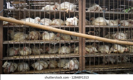 Lot Of White Chicken In Steel Cage Carried On Pickup Truck To  Slaughterhouse. 