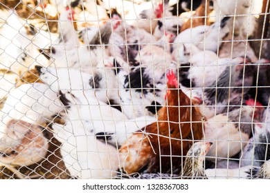 Live Chicken For Sale Images Stock Photos Vectors Shutterstock