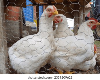 White chickens inside the wire mesh - Powered by Shutterstock