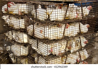 white chickens in metal cages outside in street market, India