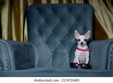 A White Chihuahua Breed Dog Lays Down To Rest On A Turquoise Armchair In The Living Room And Looks Straight To The Camera Posing Attentively. Black Sunglasses Near.