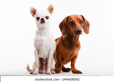 White Chihuahua And Brown Dachshund On A White Background.