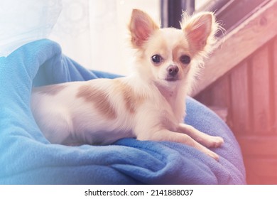 White Chihuahua Dog In A Blue Couch. Puppy In The Sun On The Windowsill.