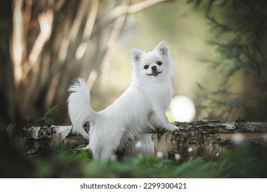 White chihuahua dog posing and smiling in the spring blooming forest.