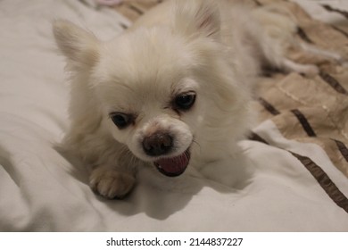 White Chihuahua Eating A Treat On The Bed