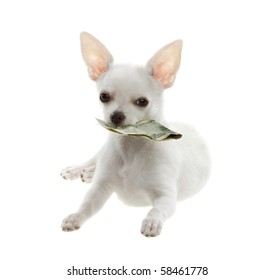 White Chihuahua Puppy Holding a Fifty Dollar Bill in Mouth, on white background.