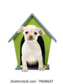 White Chihuahua Puppy Inside Of A Blue And Green Wooden Dog House, Isolated Over A White Background