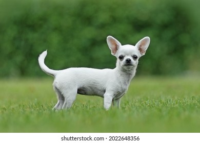 A White Chihuahua Puppy Standing On A Green Lawn