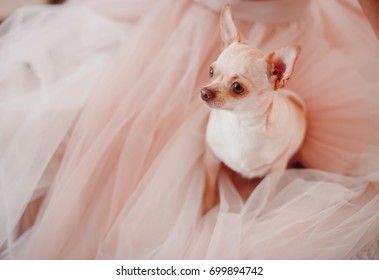 White Chihuahua Sits On The Ivory Dress