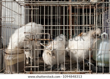 White chikens of special breed sitting in cage. Street animal market in asia