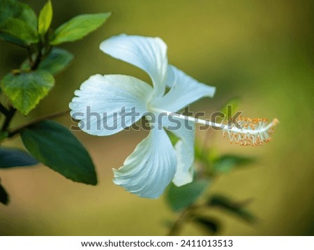 White China Rose Hibiscus Nice Flower