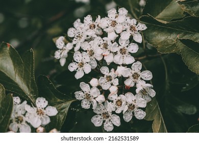 White Chinese Haw In Bloom.