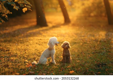 犬 トイプードル Images Stock Photos Vectors Shutterstock