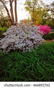 White Choisya Or Mexican Orange Pictured In Washington D.C., USA. It Is A Small Genus Of Aromatic Evergreen Shrubs In The Rue Family. They Can Be Found In The Floral Library In The National Mall.