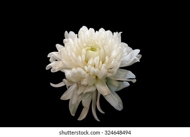 White Chrysanthemum