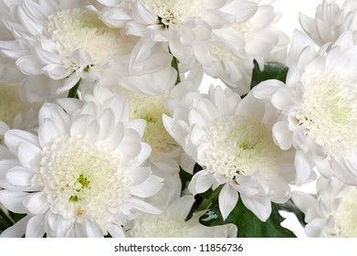 white chrysanthemum background
