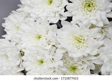White chrysanthemum. Beautiful white flowers. romance and tenderness.