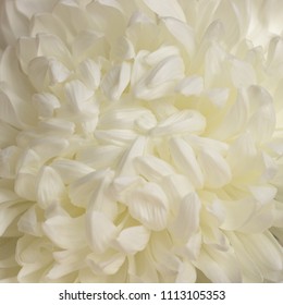 White chrysanthemum close-up, delicate wedding background