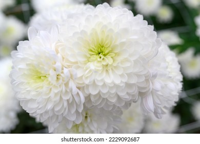 White chrysanthemum close  up in greenhouse  A beautiful flower grows in summer 