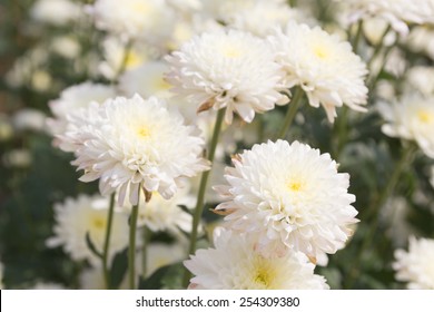 White Chrysanthemum Flower.