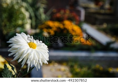white chrysanthemum flower detail against cementery concept