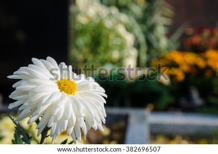 white chrysanthemum flower detail againts cementery concept