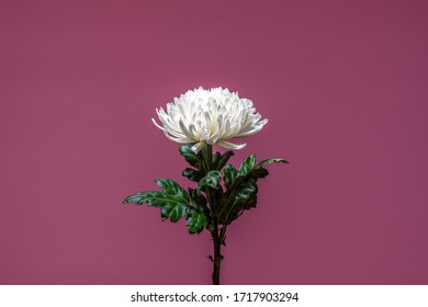 White Chrysanthemum Flower Isolated Over Purple Wine Background