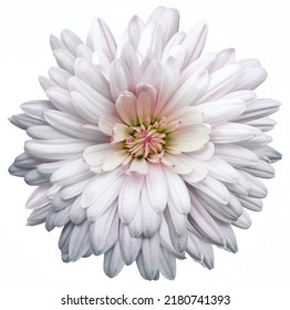 White   chrysanthemum.  Flower on a white isolated background with clipping path.  For design.  Closeup.  Nature. - Shutterstock ID 2180741393