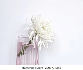 White Chrysanthemum Flower In Pink Glass Vase On Light Background. White Daisy Flowers Layout With Copy Space. Minimalist Floral Aesthetic. 