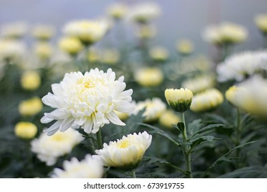 White Chrysanthemum Flowers