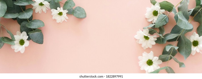 White Chrysanthemum Flowers And Eucalyptus Leaves Frame Banner Top View On Pink Background. Copy Space,  Floral Card, Poster. 