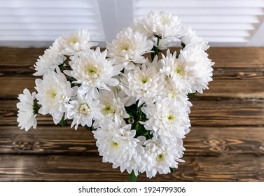 白菊 の写真素材 画像 写真 Shutterstock