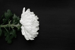 White Chrysanthemum On Black Background
