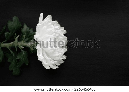 white chrysanthemum on black background