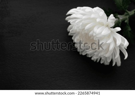 white chrysanthemum on black background