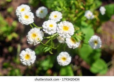 White Chrysanthemum Parthenium Flower In The Garden.