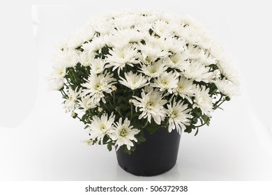 White Chrysanthemum Potted On White Background.